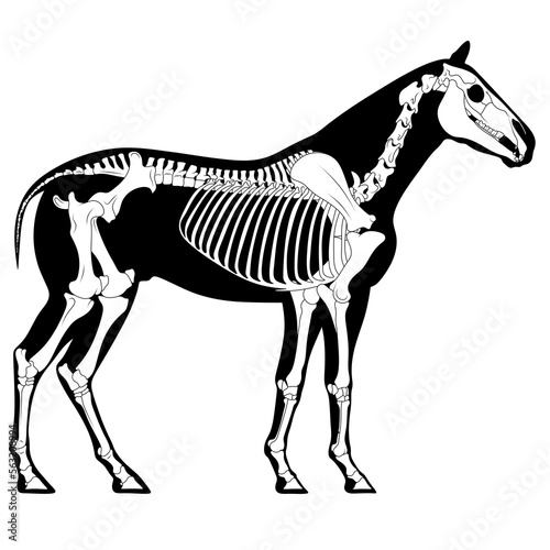 Horse skeleton. Anatomy of an animal. Bones of an ungulate animal.
