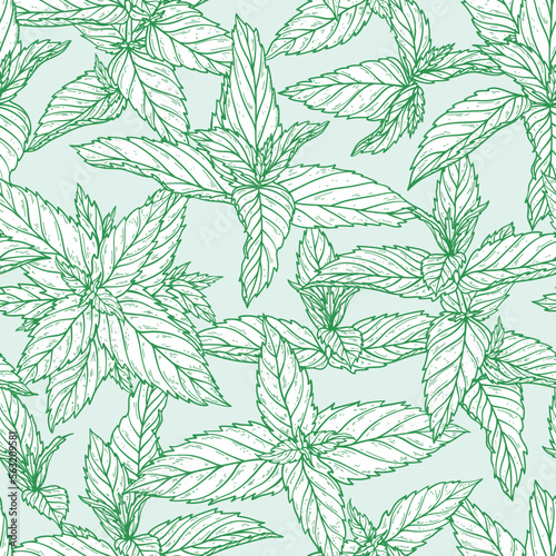 Peppermint Leaves Seamless Pattern. Floral Green Background with Hand Drawn Fresh Mint Leaf. Medicinal Plant or Spicy Herbs Vector illustration