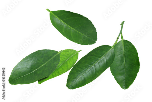 Close up many green leaves of Lemon tree isolated on white background. Top view beautiful green leaves.