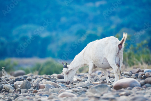 Wild mountain goat find grass to eat in a rocky area with green trees in the background