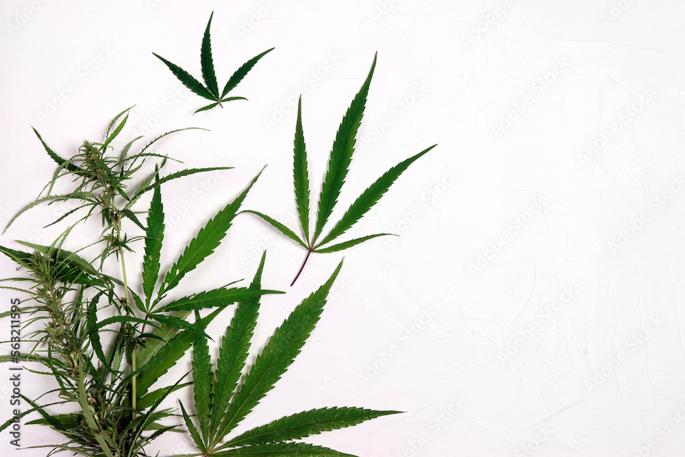 Marijuana leaves on a white background with copy space.