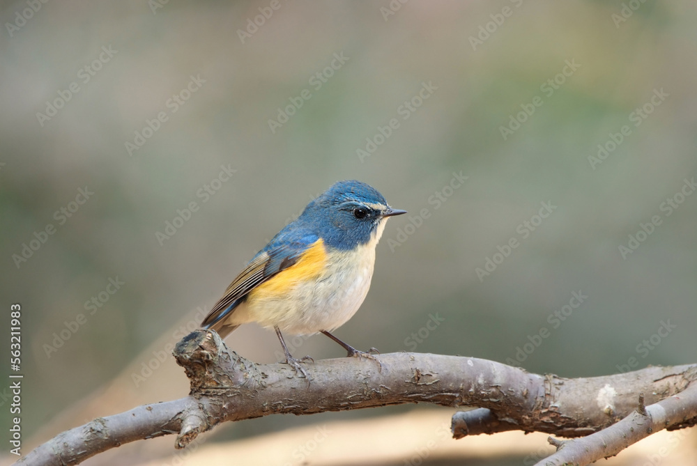 Red-flanked bluetail perching on a plum tree branch