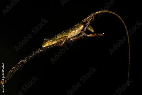 A raux's forest lizard resting on a tree branch inside Agumbe rain forest photo