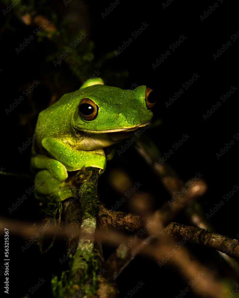 A Malabar gliding frog resting on a leaf inside Agumbe rain forest on a rainy evening A Malabar gliding frog resting on a leaf inside Agumbe rain forest on a rainy evening
