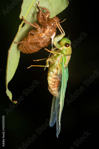 A cicada emerging from its molt on a dark rainy night inside Agumbe Rain Forest photo