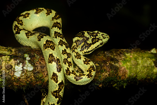 A malabar pit viper green morph resting on a tree branch inside the rain forests of Agumbe on a rainy evening