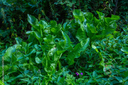 View of green wild horseradish leaves growing in the forest. Edible plant used as a spice or condiment. 