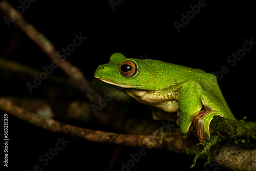 A Malabar gliding frog resting on a leaf inside Agumbe rain forest on a rainy evening photo