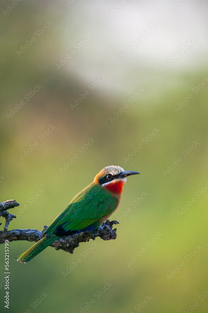 White-fronted bee-eater (Merops bullockoides) perched on a branch. Mashatu, Northern Tuli Game Reserve. Botswana White-fronted bee-eater (Merops bullockoides) perched on a branch. Mashatu, Northern Tuli Game Reserve. Botswana