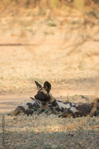 African wild dog