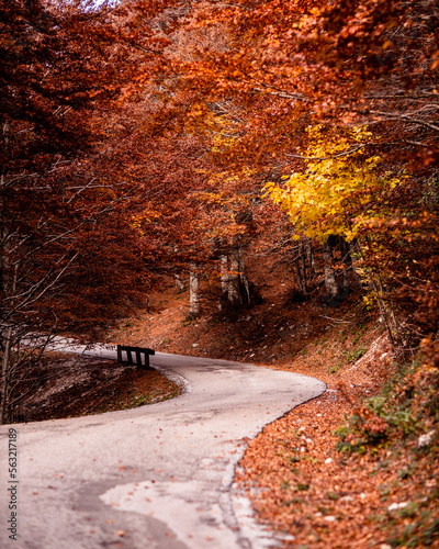 Strada in mezzo alla foresta con colori autunnali