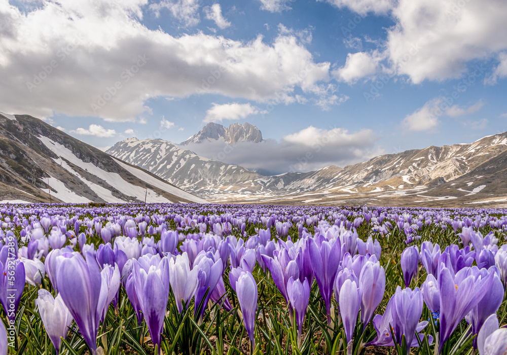 Foto De Fioritura Del Crocus A Campo Imperatore Abruzzo Con Vista Di 