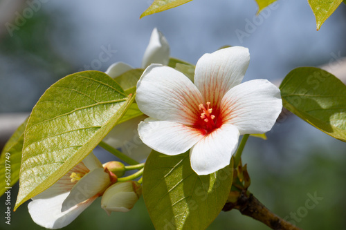 シナアブラギリの花