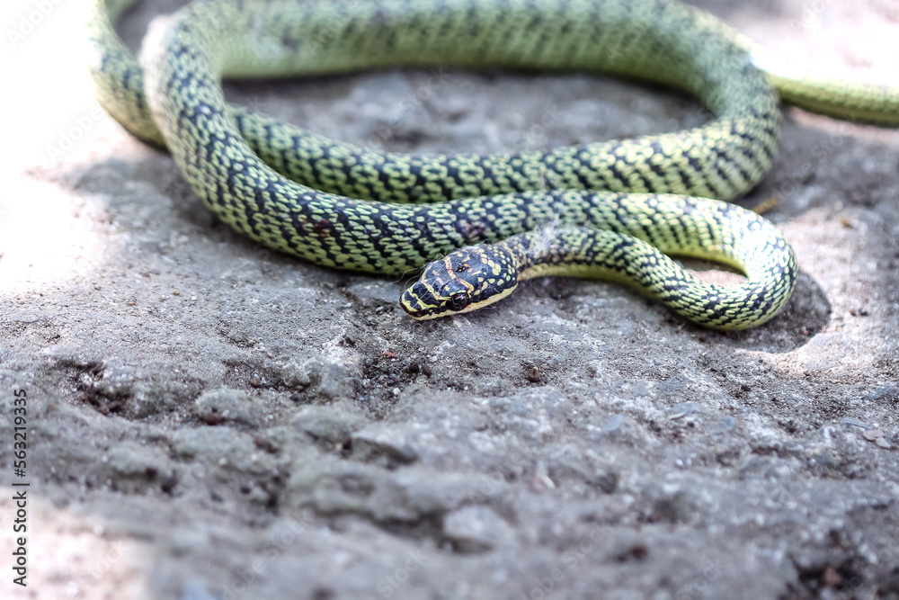 Obraz premium Green snake or golden tree snake (Chrysopelea ornata) got injured have wound ,red blood from fright with cat on floor background