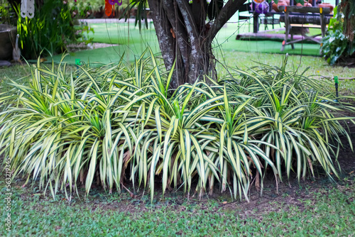 Chlorophytum comosum flower plant growing decorative under big tree on green grass garden background photo