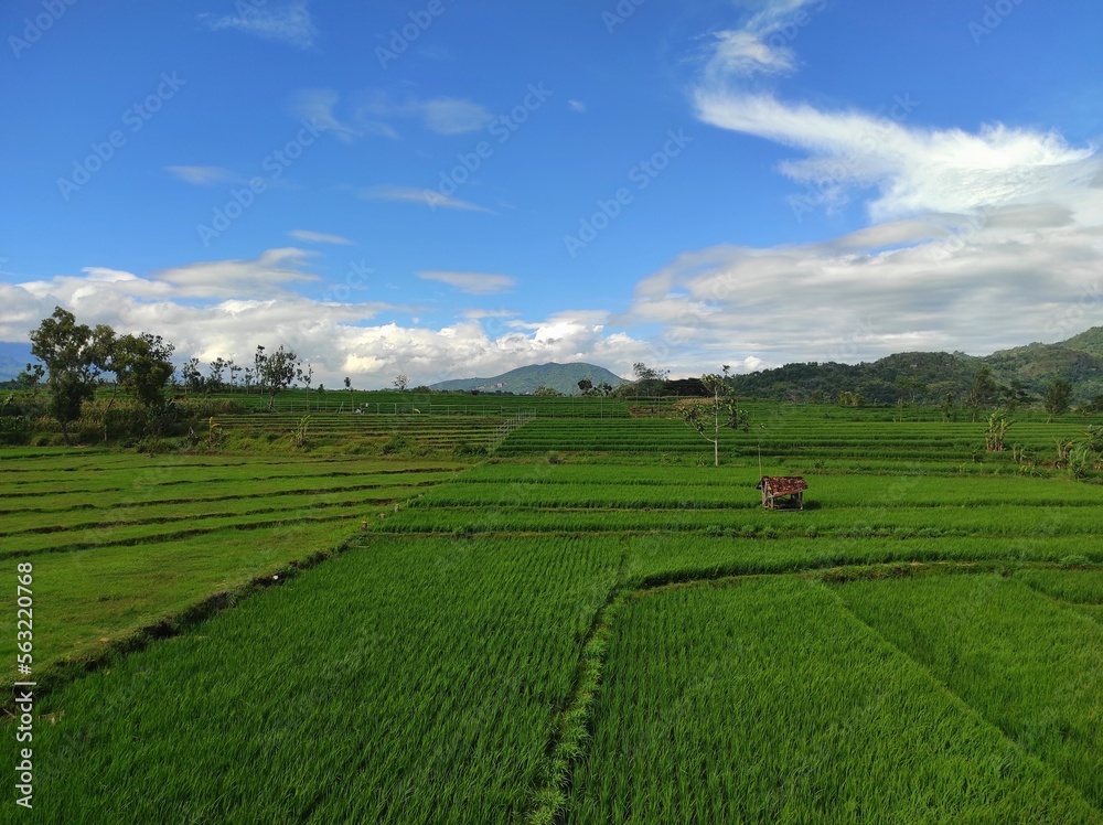 Beautiful view of green rice fields, clear blue sky and overcast. Beautiful background.