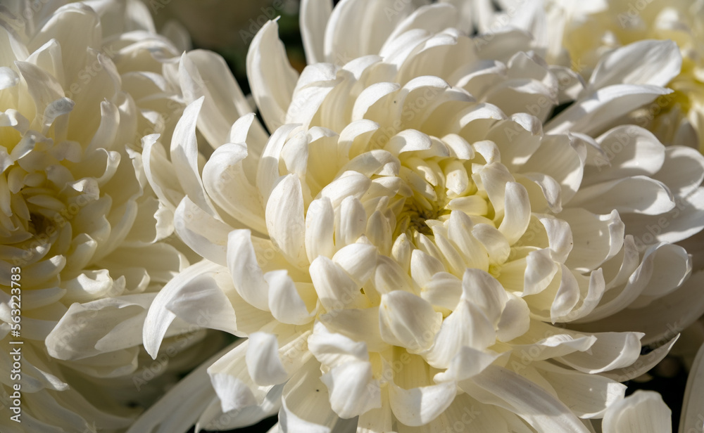 white chrysanthemum flower white chrysanthemum flower