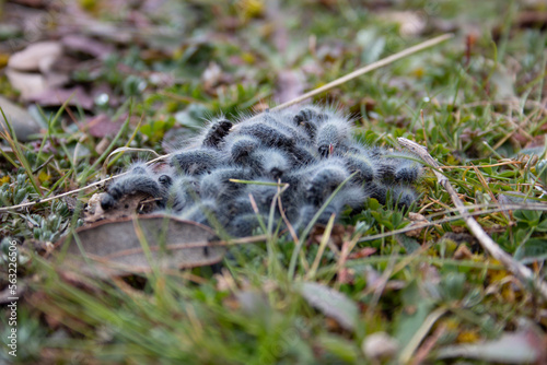 set of processionary caterpillar, nest, in its first days of life during the beginning of winter. photo