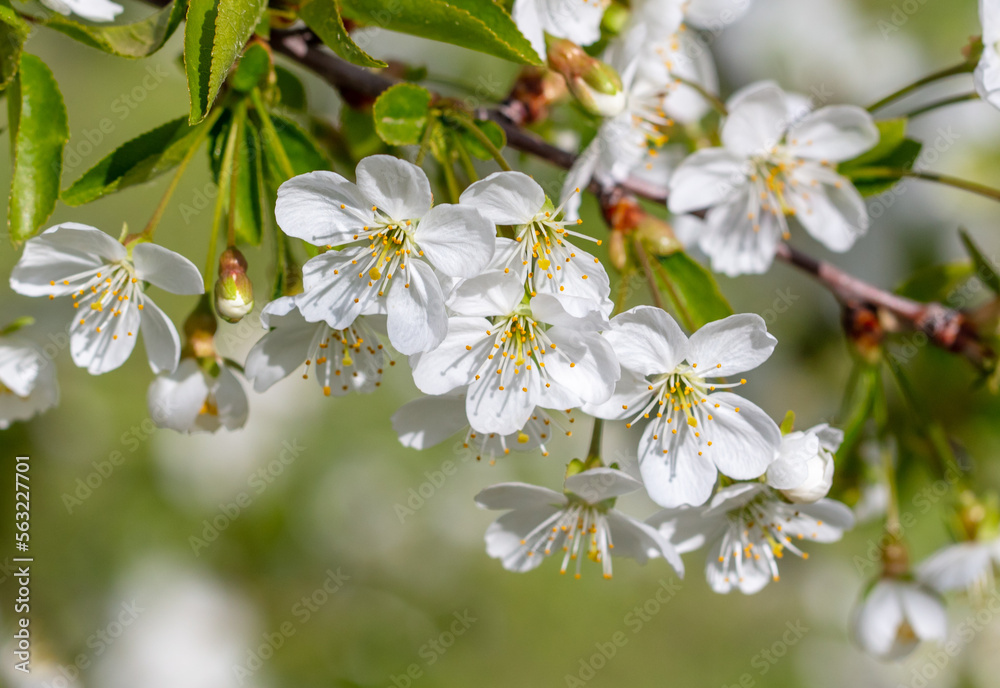 Flowers on a cherry tree in spring. Flowers on a cherry tree in spring.