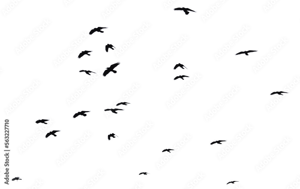 Fototapeta premium Flock of raven birds isolated on white