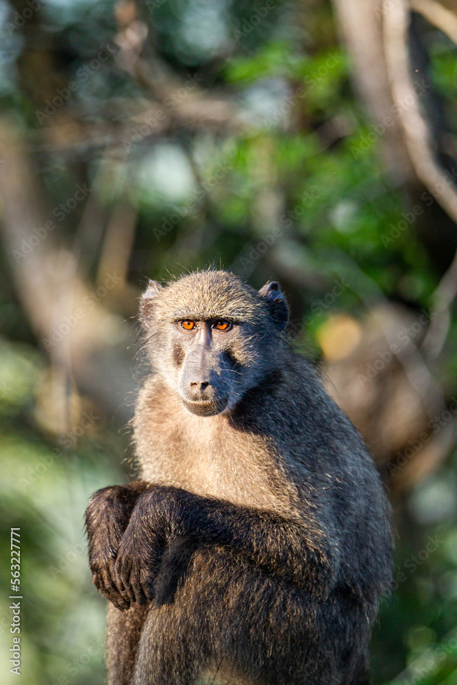 Young Chacma Baboon sitting on a fencepost in the early morning light. Young Chacma Baboon sitting on a fencepost in the early morning light.