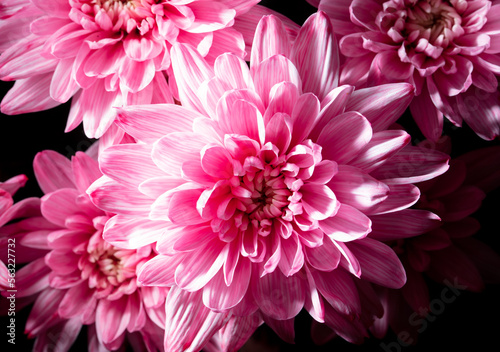 Petals of pink chrysanthemum flowers as background.