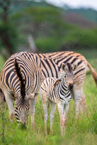 Burchell s Zebra heard in the green plains of Hluhluwe-umfolozi National Park South Africa