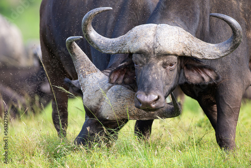 Herd of African Buffalo in the long green grass