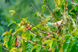 organic coffee plantation in rain forest