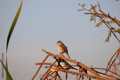 Indian silverbill (Euodice malabarica) at Aswan, Egypt photo