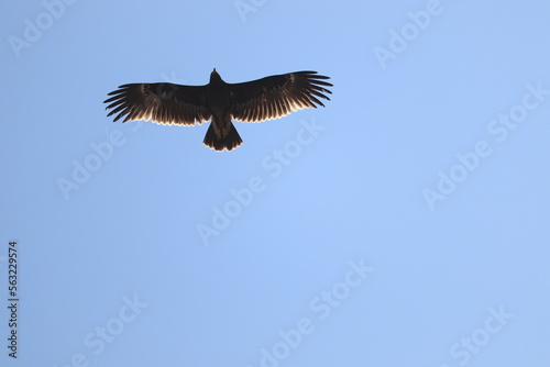 Greater spotted eagle bird  Clanga clanga  at sky