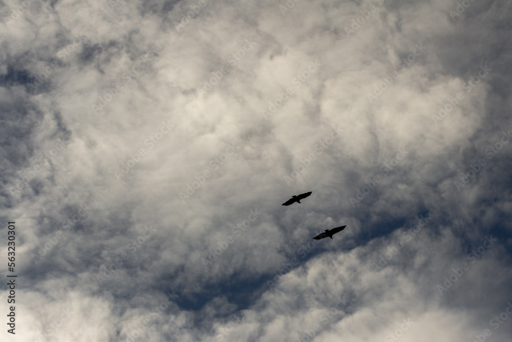 Two vultures in the beautiful blue and cloudy colombian sky, Barichara, Colombia. Two vultures in the beautiful blue and cloudy colombian sky, Barichara, Colombia.