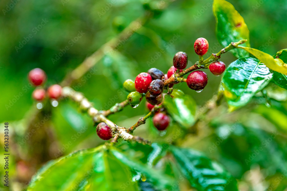 ripe coffee fruits on a branch in the rain forest in the rain