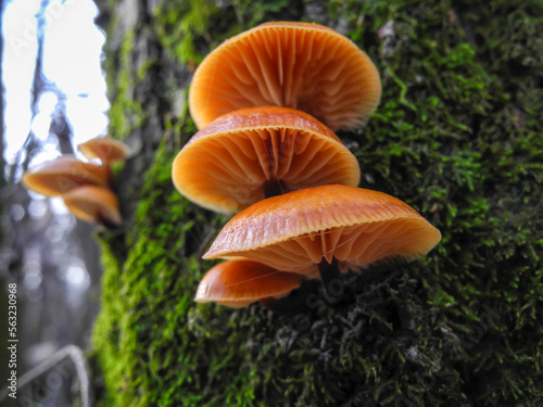 Hat of mushroom Flammulina velutipes (honey agarics) growing on a tree in green moss