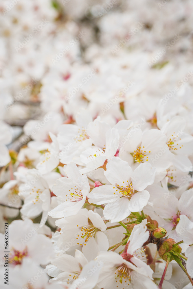 cherry blossom somei yoshino