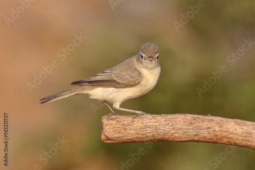 standing on branch Eastern Olivaceous Warbler