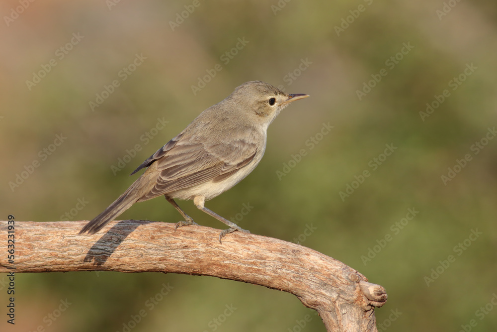 Fototapeta premium standing on branch Eastern Olivaceous Warbler