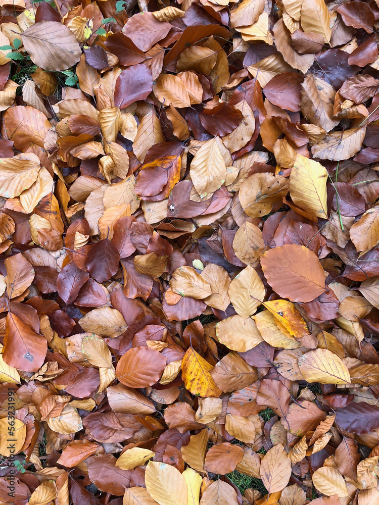Autumn leaves completely cover the ground Autumn leaves completely cover the ground