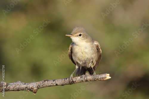 standing on branch Eastern Olivaceous Warbler