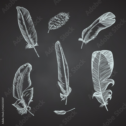 Set Realistic sketch of bird feather on chalkboard background. Detailed ink Line pen Clip Art, Black and White Boho Clipart. Hand Drawn engraving style plume. Vintage Vector Illustration.