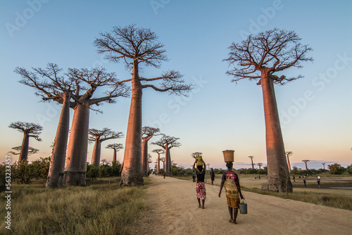 Malagasy people walking down the Avenue  of Baobab carrying baskets on their heads during the sunset. Avenue of the Baobabs. Alley of the Baobabs. Madagascar. 