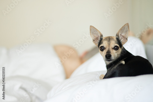 the dog lies on the pillow in the owner s bed  pet friend  happy animal in bedroom