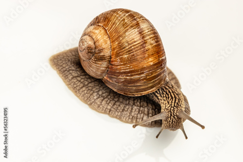 big snail on white background. Helix pomatia, Burgundy, Roman, escargot