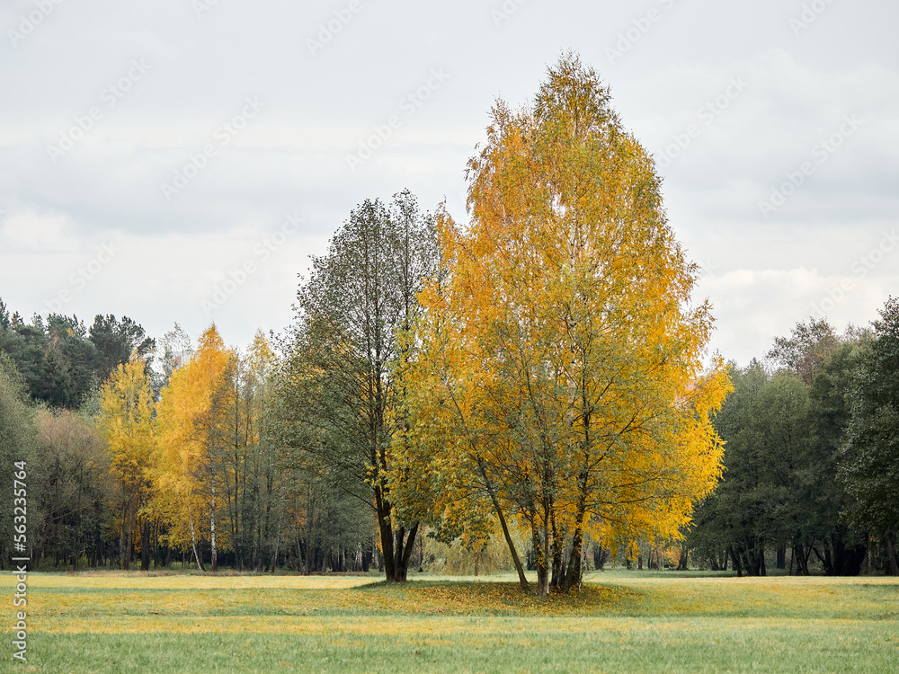 Autumn landscape. Yellow trees on a green lawn Autumn landscape. Yellow trees on a green lawn