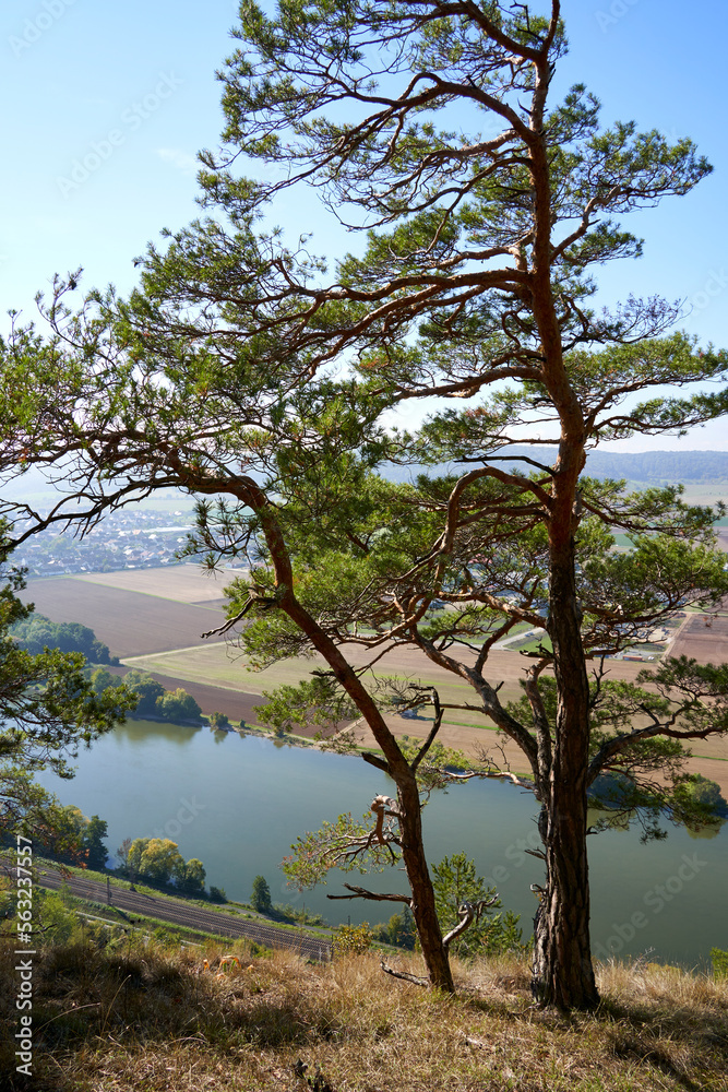 Naturschutzgebiet Grainberg-Kalbenstein am Main bei Karlstadt, Landkreis Main-Spessart, Unterfranken, Bayern, Deutschland