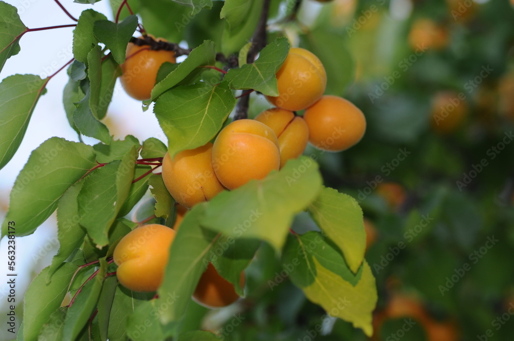 Apricot tree, Fresh apricot. 