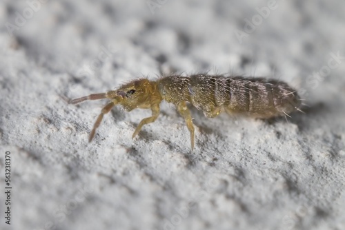 small Springtail 2 mm  Collembola  on the wall