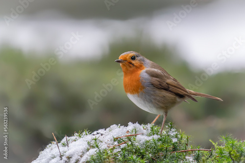  Beautiful European Robin (Erithacus rubecula) in the snow in the forest of Noord Brabant in the Netherlands. 