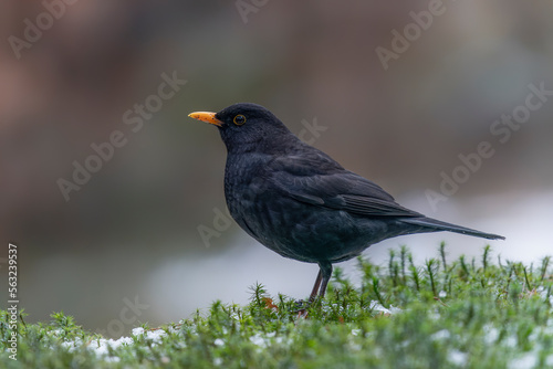 Beautiful male Blackbird (Turdus merula) in the snow in the forest of  the Netherlands.                      © Albert Beukhof