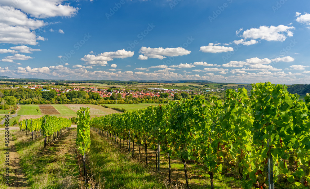 Weinlage Maustal beim Weinort Sulzfeld am Main, Landkreis Kitzingen, Unterfranken, Franken, Bayern, Deutschland.
